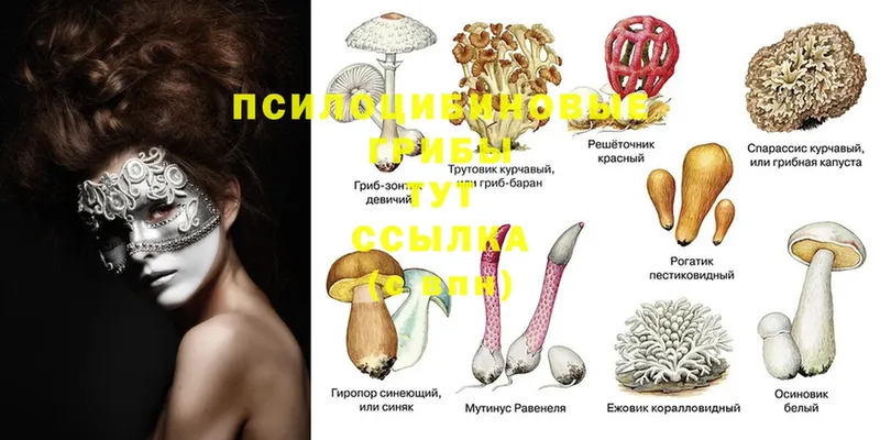 Галлюциногенные грибы Psilocybe  где купить наркотик  Знаменск 